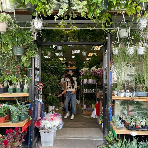 Dahing plants - Dahing Plants. Website: Dahing Plants Neighborhood: Lower East Side Address: 289 Grand St, New York, NY 10002. Dahing Plants is a store that classifies their houseplants in tiers like full size, large, and huge. They really mean it when they say huge! Plus, the New York City plant store offers free delivery on …